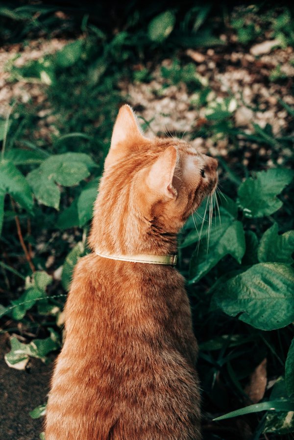 Où trouver les plus beaux jardins zen pour une méditation au Japon ?