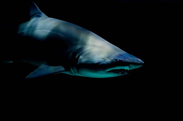 Quelles sont les astuces pour une expérience de plongée avec les requins-tigres en Polynésie française ?