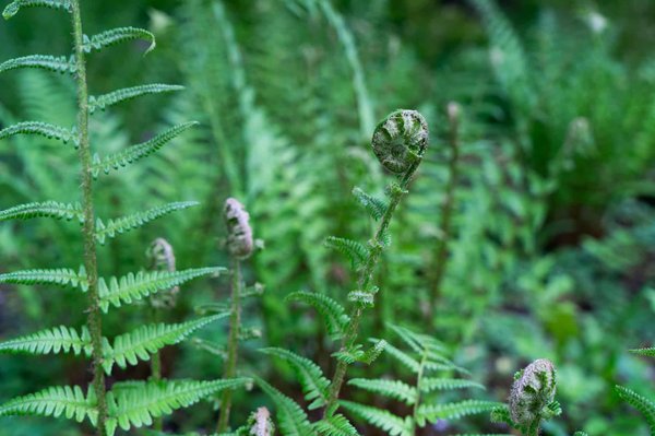 Où expérimenter la vie dans une ferme de café traditionnelle en Colombie ?