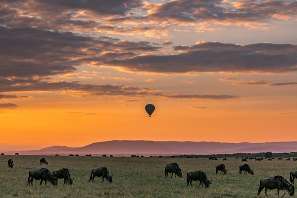 Quels sont les pays à visiter pour vivre une aventure inoubliable en safari ?